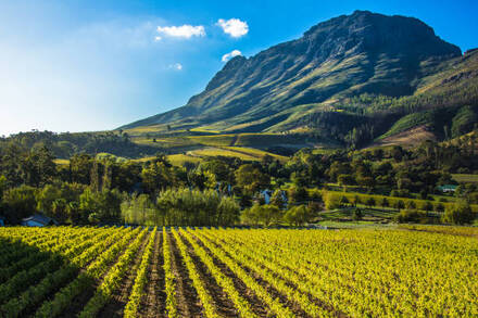  Wines from South Africa - 29th of May 2025